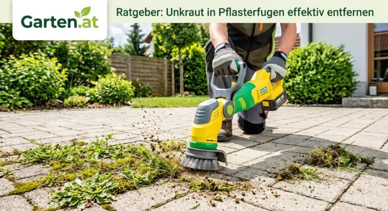 Unkraut in Pflasterfugen entfernen: Rückenschonend und dauerhaft